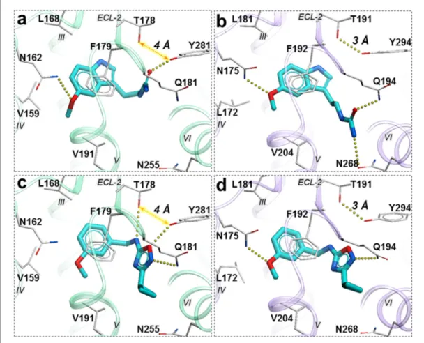 Figure supplement 1. Tango functional assays with MT1 mutants for melatonin.