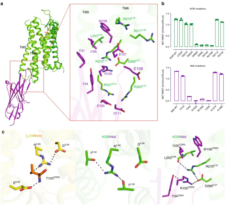 Fig. 3 Unique interface between KOR and Nb6. a Details of the interface between KOR (green) and Nb6 (purple) are shown