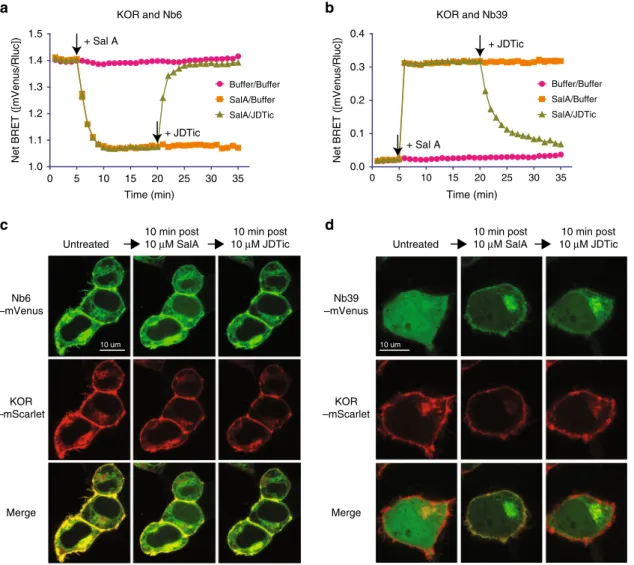 Fig. 4 Nb6 and Nb39 as biosensors probe KOR conformation in real-time. a, b Association and dissociation kinetics of KOR –Nb6 (a) or KOR–Nb39 (b).