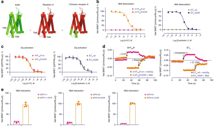 Fig. 5 The chimeric approach allows Nb6 to bind to 5-HT 2A R and ET A . a Schematic of GPCR-KOR chimera generation