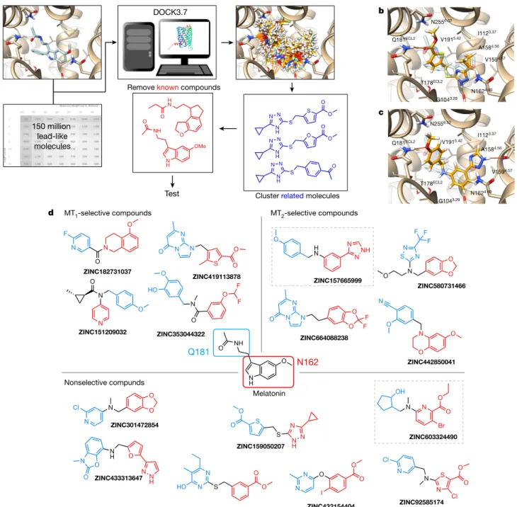 Fig. 1 | Large library docking finds novel, potent melatonin receptor ligands. 