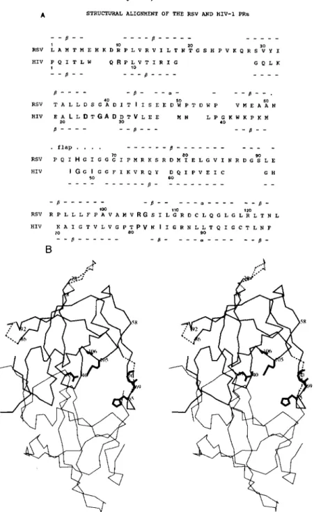 FIG.  1.  Structure  and  sequence  comparison  of  the  RSV and  HIV-1  PRs. A ,   structural alignment of  the  RSV  and  HIV-1 PRs