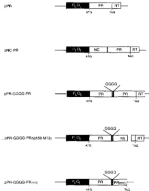 Fig.  2  shows a map of the region in RSV  DNA that contains  the  PR  coding  sequences