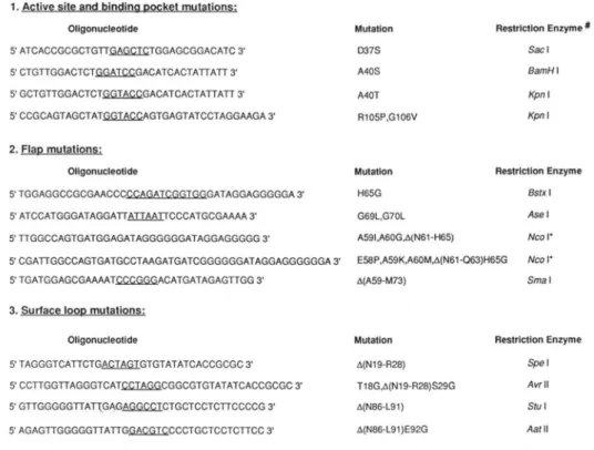 FIG. 3.  RSV  PR  mutations.  Oligodeoxynucleotides used  to  place  mutations  into  the  pPR  and  pNC-PR  plasmids by site-directed mutagenesis are  as indicated