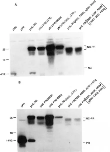 FIG.  5.  Effect  of  flap mutations  on  PR activity. Immunoblot  analysis of  NC-PR proteins  containing  flap  mutations  in  the  PR  and  expressed  in  E