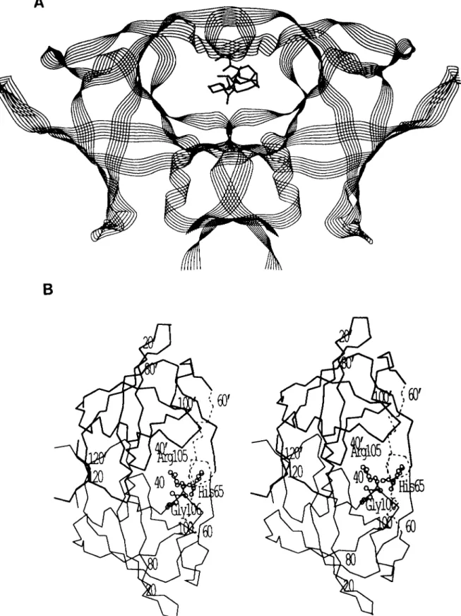 FIG.  1.  Structure of the RSV PR with substrate. A ,   ribbon  drawing of  the polypeptide backbone of  the  model for  RSV  PR  with substrate in the  center  in a line drawing