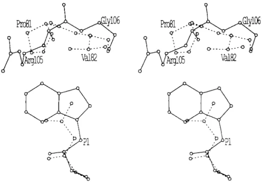 FIG.  4.  The  effect  of  amino  acid  substitutions in the  S1  enzyme sub-  site.  Stereo view of substrate residue  P1  in  relation  to  the  position  of  RSV  PR  residues  R105’  and  G106’  (continuous  lines)  or  HIV-1 P R   residues  P81’  and 