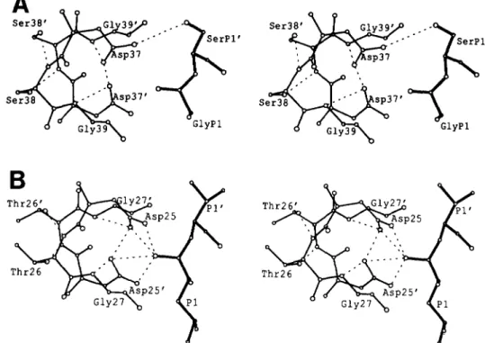 FIG.  3.  Panel A ,  stereo view  of  P1-P1’  of  the  p2-plO peptide  modeled in  the active site of  the  RSV  PR