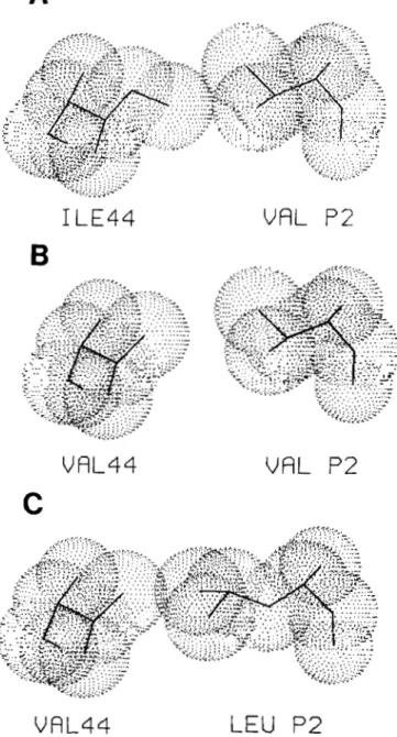 FIG.  4. Side chain interactions between the RSV residue  44  in  the 52 subsite with the P2 position of the NC-PR substrate