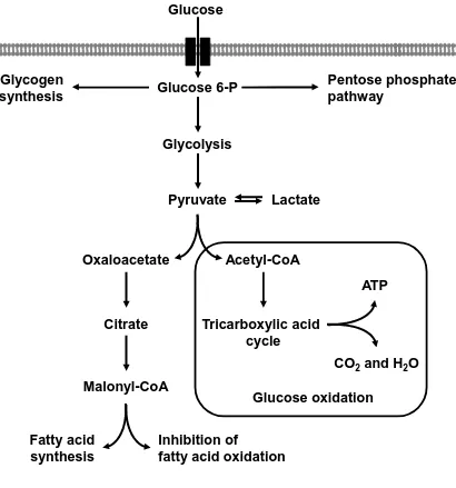 Figure 1.1. Glucose metabolism overview. Glucose can have different metabolic fates 