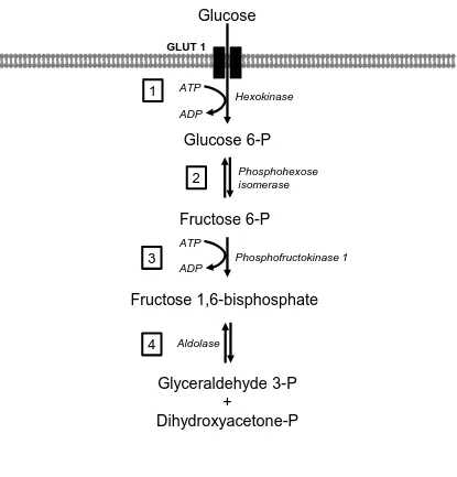 Figure 1.2. First phase of glycolysis. 1. Glucose enters the cells and is irreversibly 