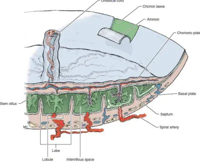 Figure 1.13. Cross section of a term placental. From the uterus, the spiral arteries 