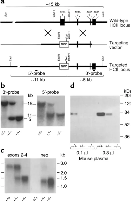 Figure 1Targeted disruption of the murine 