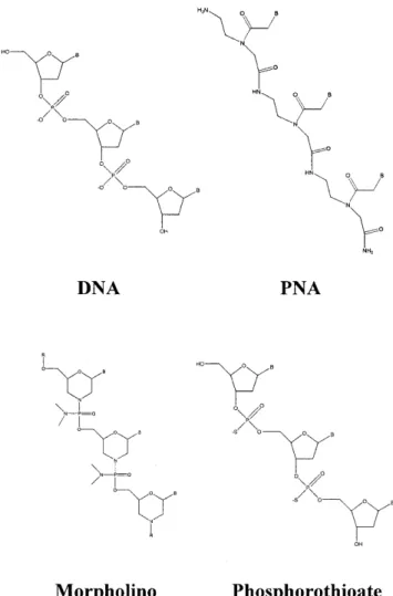 Figure 1. Structures of the DNA, PNA, morpholino and phosphorothioate oligonucleotides.