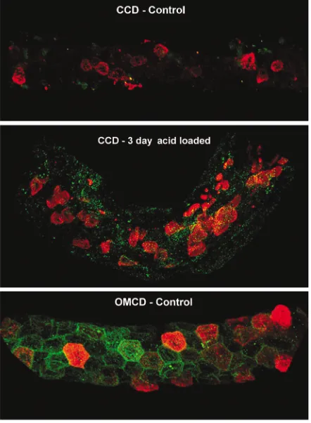 Figure 6Confocal immunofluorescent imaging of isolated CCDs stained for