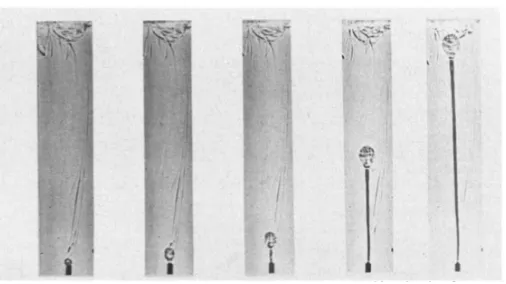 Figure 1.1:Fluid model of low viscosity plume rising through a high viscosity environmentillustrating its head-tail structure