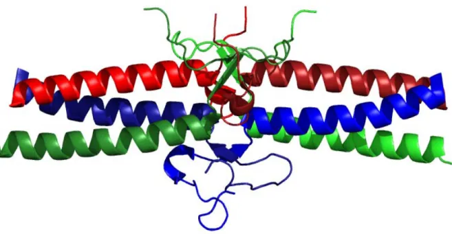 Figure 1.5 Crystal structure of fragment E. The structure shows the central E region of the  fibrinogen molecule that contains parts of the N-termini of all three chains