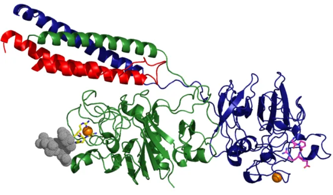 Figure 1.6 Crystal structure human recombinant fragment D. The structure shows a  fragment arising from controlled tryptic digestion of human recombinant fibrinogen that  yielded fragment D
