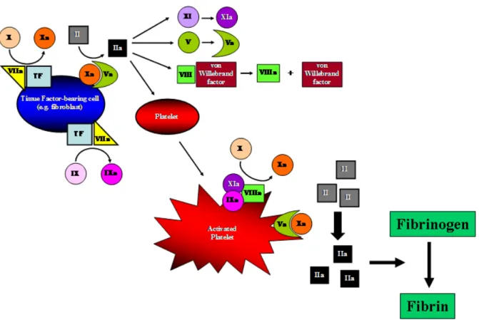 Figure 1.7 The coagulation cascade. The figure shows the different component of the  coagulation cascade