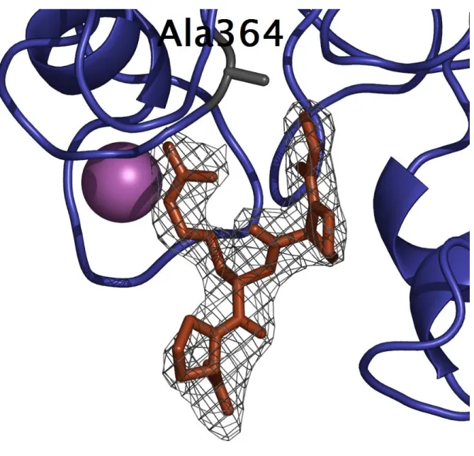 Figure 2.1 GPRP was bound to hole “a” in the γ-chain of γD364A. The |F o  - F c | electron  density around the peptide (brown) was contoured at 3.0σ and is shown as gray mesh