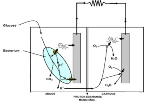 Figure 1.1 Schematic drawing of a microbial fuel cell.MFC-based technologies to field application, efforts are being made to improve the performance and reduce the construction and operation costs.