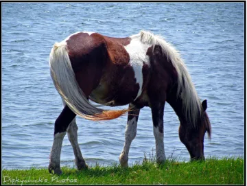 Figure 3: You can take a horse to water… 