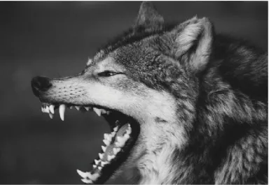 Figure 4: The Big Bad Wolf 
