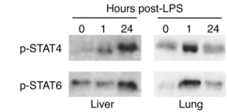 Figure 1Activation of STAT4 and STAT6 in liver and lung tissues during endo-
