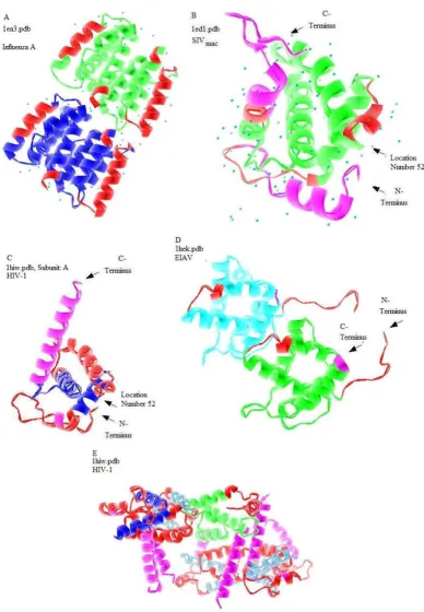 Figure 3magenta colorsThe three dimensional structures of the matrix proteins of the various viruses with predicted disorder annotation by red and The three dimensional structures of the matrix proteins of the various viruses with predicted disorder annota