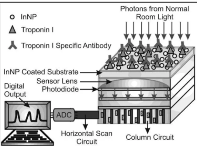 Fig 1: Schematic representation of the CMOS image sensor based antigen- antibody  interactions 
