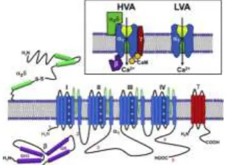 Figure Activation and inactivation of calcium channel   