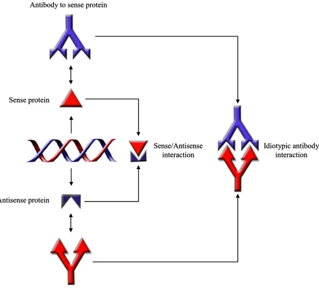 Figure 1.2.  Complementary Proteins and the Idiotypic Network.   