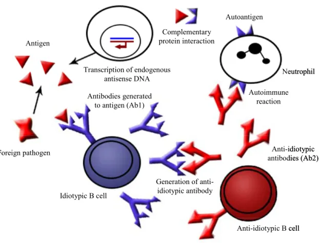 Figure 1.3.  The Theory of Autoantigen Complementarity.   