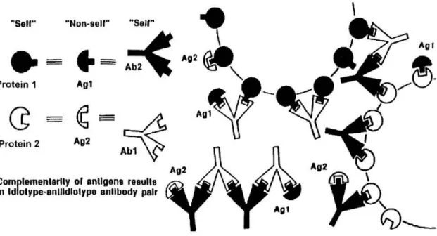 Figure 1.4.  The Theory of Antigenic Complementarity.   