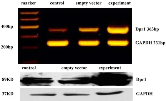 Figure 2. DAPPER1 mRNA and Dpr1 protein levels in DAPPER1-overexpress-ing SGC7901 cells.
