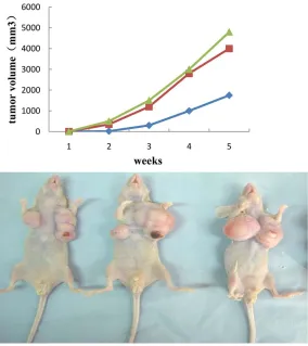 Figure 4. Dvl-2, b-catenin, and surviving protein expressed in DAPPER1-over-expressing SGC7901 cells.