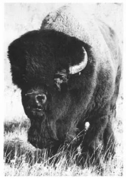 Figure 3.25 Male Bison ( Bison bison) (Meagher 1986:3)  