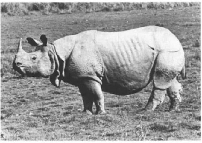 Figure 3.27 Adult Male Indian Rhinoceros ( Rhinoceros unicornis) (Laurie et al. 1983:1)  