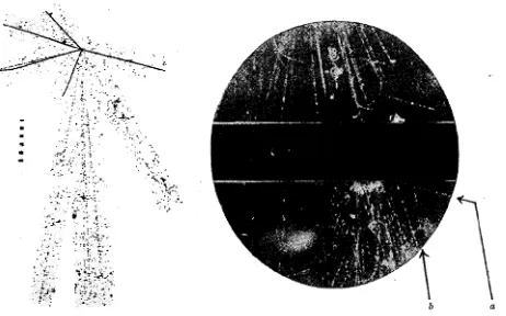 Figure 1. Left: photographic emulsion image of a cosmic particle disintegration into pions [1]