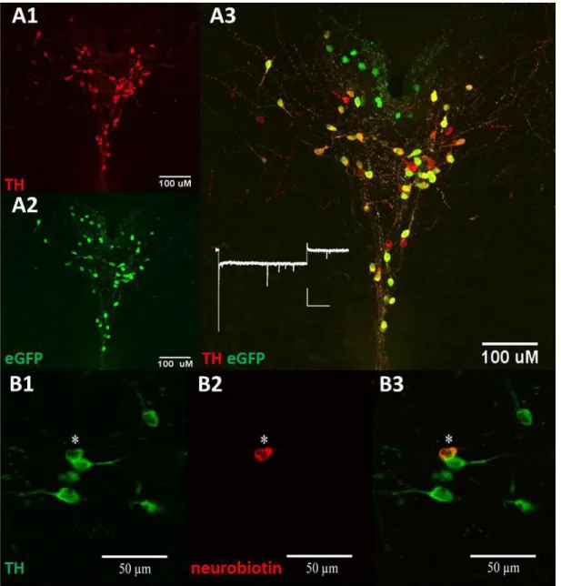 Figure 2.1:  The tyrosine hydroxylase-eGFP transgenic mouse model identifies 