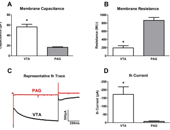 Figure 2.2:  The dopamine neurons in the VTA and in the vPAG display different  electrophysiological membrane properties