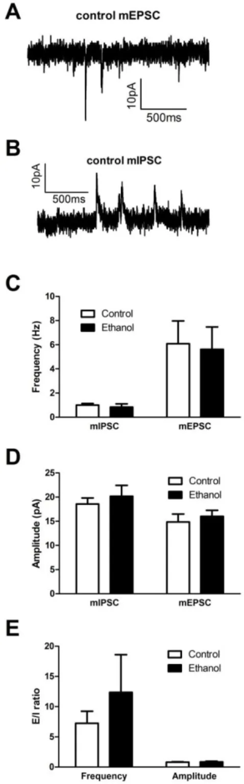 Figure 2.7:  Chronic intermittent alcohol vapor exposure did not affect inhibitory and  excitatory synaptic properties