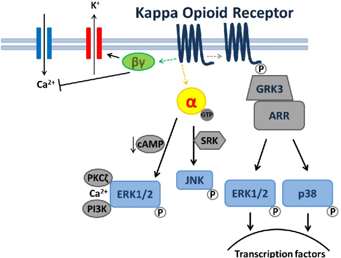 Figure 3.1:  KOR-mediated signal transduction.  Receptor activation by a KOR-selective  ligand can result in activation of several kinase cascades