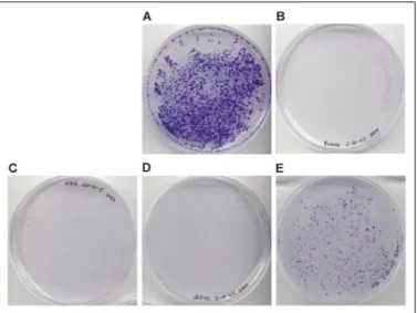 FIGURE 5. Growth of Huh-7 cells after transfection with wild type and mutant forms of the HCV replicon