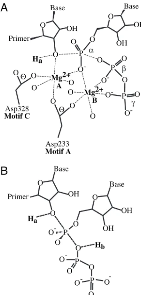 Fig. 2. Two ionizable groups are required for nucleotidyl transfer. Values for k pol were obtained for AMP incorporation into S/S- ⫹1 using the stopped-flow assay (see SI Text) in 5 mM MgCl 2 (A) or 5 mM MnCl 2 (B)
