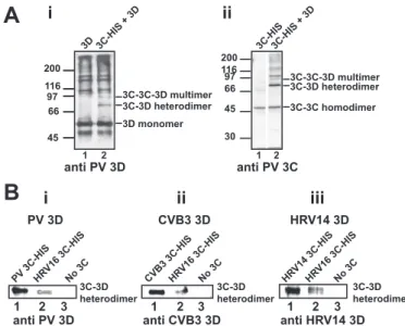 FIGURE 9. Evidence for a 3C-3Dpol interaction: Physical interaction between 3C-3Dpol pairs determined by cross-linking correlates with VPg uridylylation efficiency