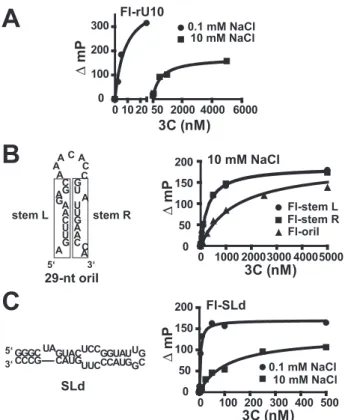 FIGURE 6. Comparison of the thumb subdomains of the 3Dpol enzymes from PV, CVB3, HRV14, and HRV16