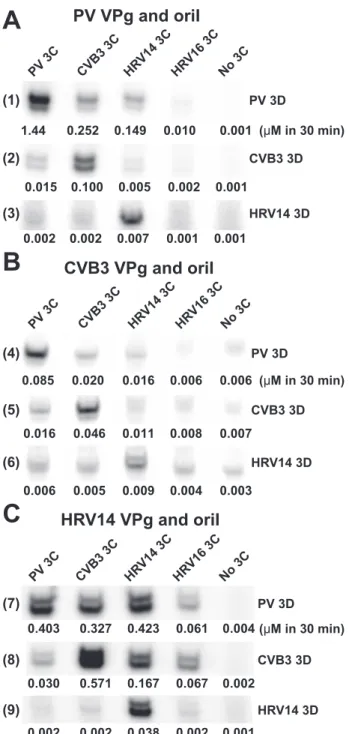 FIGURE 7. VPg uridylylation components employed in this study. A, VPg peptides. Only five of the 22–23 amino acids are strictly conserved