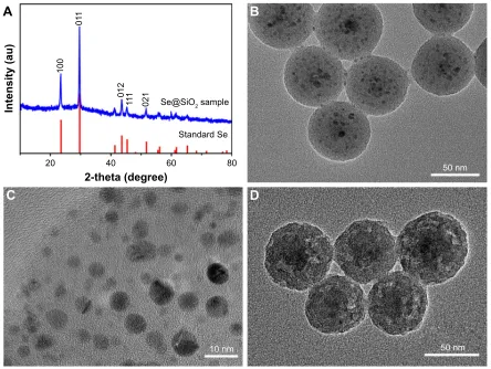 Figure 1 Identification of the porous Se@SiO2 nanospheres.Notes: (A) XrD pattern of the porous se@siO2 nanospheres and standard hexagonal phase of selenium (JcPDs and no 65–1,876)
