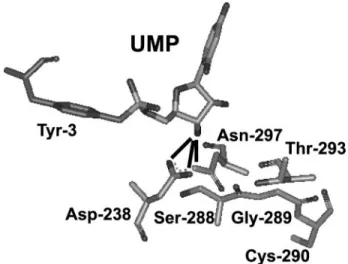 FIGURE 8. Asn-297 interacts with the 3 ⴕ-OH of the VPg-pU product. The model for 3Dpol-VPg-pU complex shown is that published for the FMDV enzyme (PDB entry 2F8E)